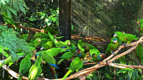 Large group of vibrant green parrots and parakeets feeding on seeds in a tropical bird sanctuary, Iguazu, Brazil