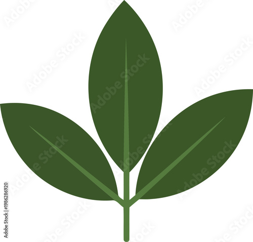 Three Dark Green Leaves on Stem leafy plant