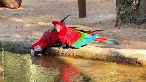 Two vibrant red-and-green macaws perched by the water edge in Iguazu, Brazil