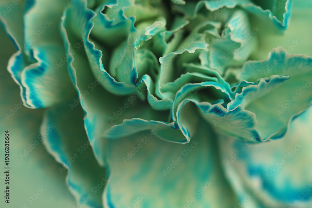 Fototapeta premium Smoke Close-up selective soft focus cream blue, green carnation Flower bud, Petals. Natural art blur macro background.