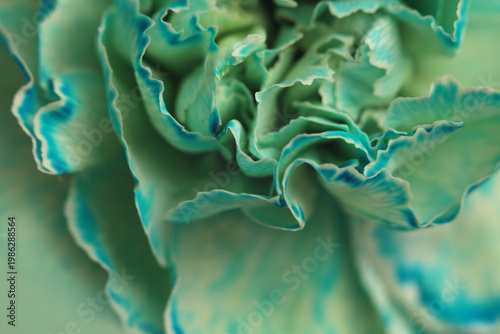 Smoke Close-up selective soft focus cream blue, green carnation Flower bud, Petals. Natural art blur macro background.