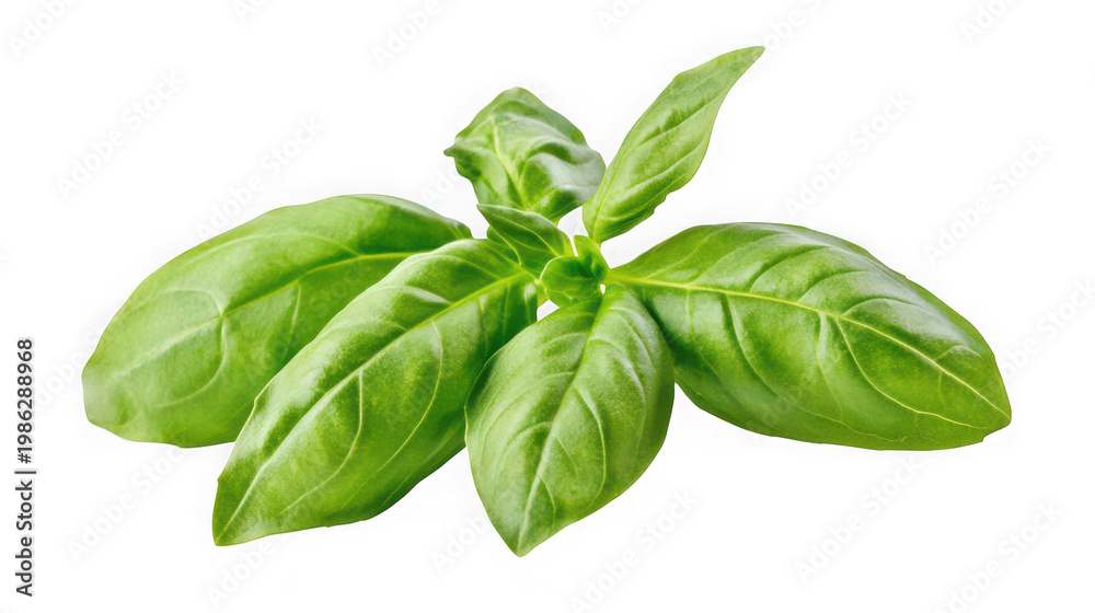 Obraz premium A vibrant bunch of fresh basil leaves on transparent background