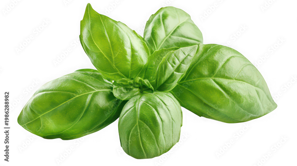 Fototapeta premium A vibrant bunch of fresh basil leaves on transparent background