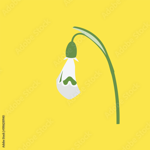 White Snowdrop Flower on Yellow Background green