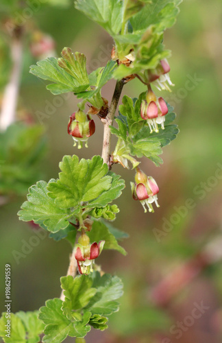 A gooseberry bush blooms in the garden in spring