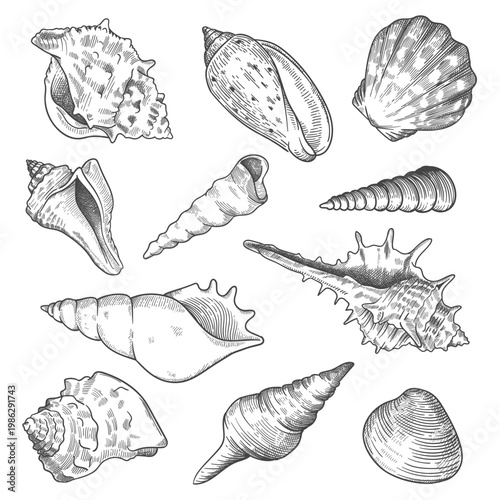 engraving etching shells