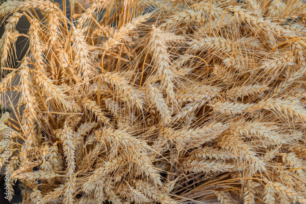 Obraz premium Wheat crop texture with dry grain ears, natural pattern of agricultural plants in close up. Natural background of cereal grain surface, agriculture harvest, farming, organic food. Copy space