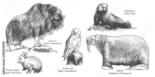 engraving polar animals set