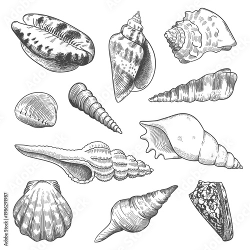 engraving shells