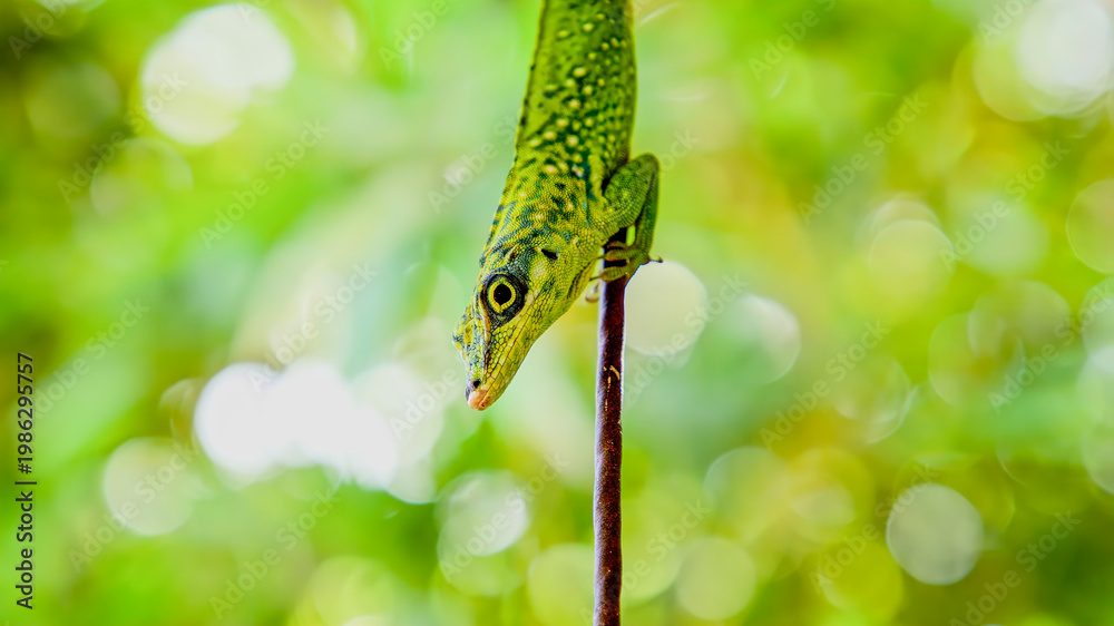 Fototapeta premium ibrant green lizard