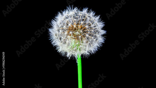 delicate dandelion seed head against a black background