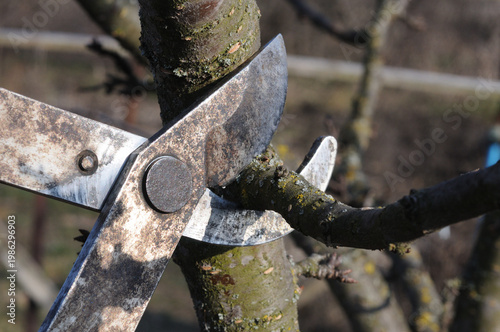 Pruning of fruit trees in orchard. Closeup of photo.