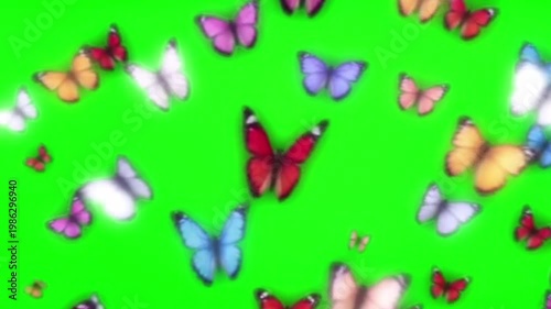 A colorful video showcasing a vibrant swarm of butterflies flying on a bright green background