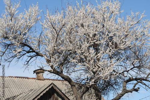 Apricot blossoms and blue sky in spring, close-up photo.