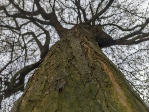 Rozłożyste drzewo owocowe sfotografowane od podstawy, prezentujące szorstką, teksturowaną korę. Gałęzie rozchodzą się na boki, ale są bez liści. Zaczynają kwitnąć drobne kwiaty, typowe dla wiosny