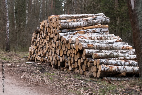 Stos ściętych kłód brzozy (Betula spp.) w lesie wiosną. Kłody są starannie ułożone wzdłuż polnej ścieżki, gotowe do transportu. Pnie brzóz mają charakterystyczną białą korę z czarnymi plamami. 