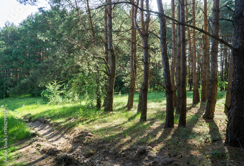 Sunlight Through Pine Trees in Forest