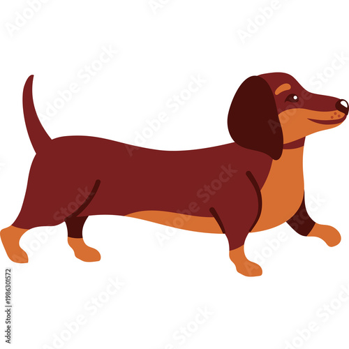  Dachshund, isolated, no background