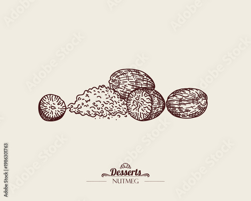 Whole and grated nutmeg. Spice. Linear vector illustration, monochrome line art.