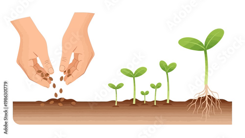 Detailed vector illustration shows hands planting seeds in soil, representing the stages of plant growth from seed to sprout against a clean white background, conveying the concept
