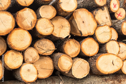 Stacked freshly cut logs showing circular tree rings and rough bark texture, forming a natural wood pattern background in Warren County, Pennsylvania, USA