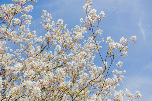 In spring: white blossoms of amelanchier tree serviceberry (juneberry, shadbush, Felsenbirne) with blue sky