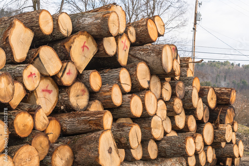 Stacked freshly cut logs showing circular tree rings and rough bark texture, forming a natural wood pattern background in Warren County, Pennsylvania, USA