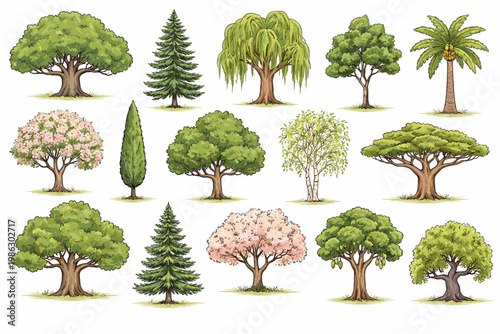Set of Hand Drawn Tree Illustrations Featuring a Diverse Collection of Various Tree Types Including Deciduous, Coniferous, Tropical Palm, Weeping Willow, Cherry Blossom, and Cypress on White