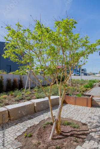 Heptacodium miconioides (seven-son flower tree) with fresh leaves in spring