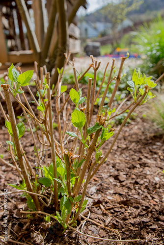 Landscaping: Hydrangea freshly cut in early spring with new leaves