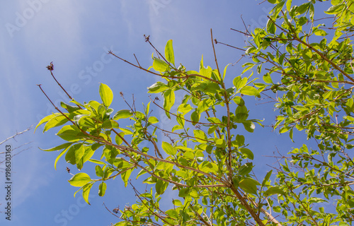 Heptacodium miconioides (seven-son flower tree) with fresh leaves in spring
