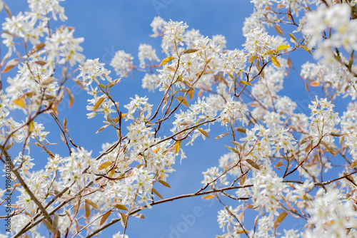 In spring: white blossoms of amelanchier tree serviceberry (juneberry, shadbush, Felsenbirne) with blue sky