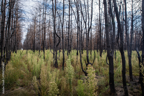 Young Green Plants Growing in Burnt Forest After Wildfire