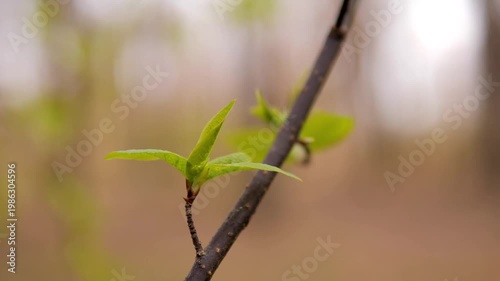 Macro Video of New Green Leaves Budding on Branch, Spring Background with Copy Space, Concept of Growth and Seasonal Renewal