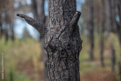 Face Shaped Tree Trunk in Autumn Forest