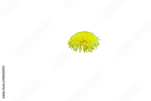 Bright yellow dandelion flower head isolated on transparent background. Realistic spring flower, top-side view.