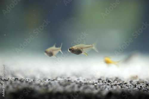 Lemon tetra fish in the aquarium (hyphessobrycon pulchripinnis)