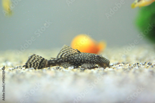 Ancistrus fish in the aquarium (hypostomus cirrhosus)