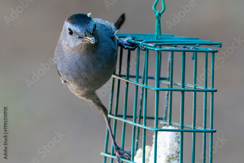 Bild auf Leinwand Gray Catbird on a suet feeder in Spring.