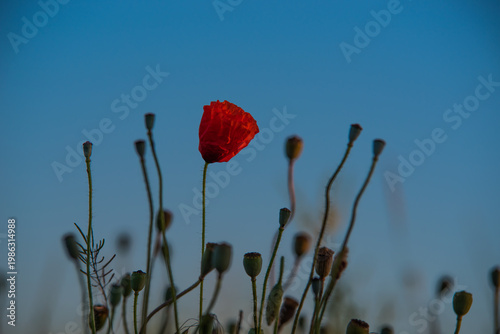 Single Red Poppy Flower Against Blue Sky