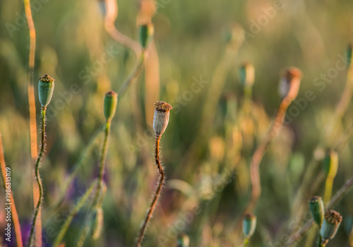 Poppy Seed Pods in Soft Golden Light
