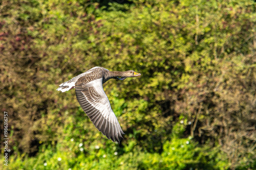 фотографія The flying greylag goose, Anser anser is a species of large goose