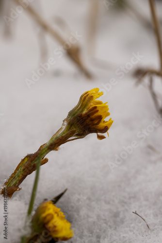 yellow flowers and green plants under the snow during the winter, growing herbs