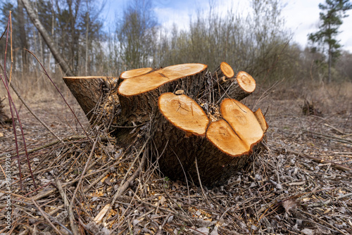 stumps with yellow wood after logging, a clearing with stumps after logging and clearing the territory in the forest in the spring season