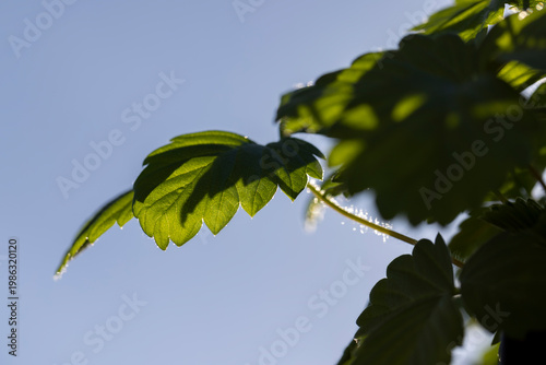 strawberry seedlings with green leaves before planting in the field, a large number of sweet strawberry sprouts growing together in sunny weather and blue sky