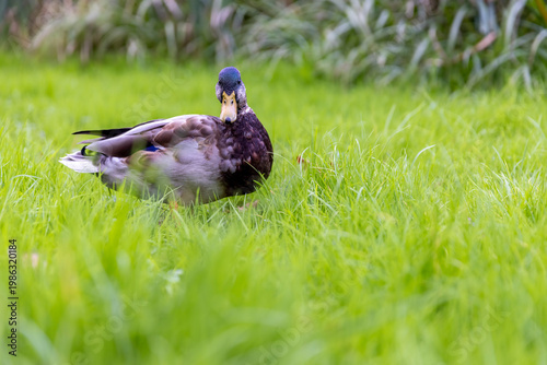 ducks on the lake in the cold season in cloudy weather, nature park