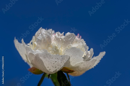 wet peony flowers in the warm season, sun light