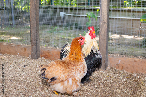Cuadro en lienzo Rooster and hen standing on wood shavings inside a fenced farm enclosure, showca