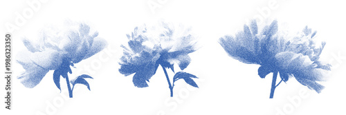 Cyanotype peony flower set. Stippled vector illustration of floral bloom. Artistic botanical design element in blue dotwork style for stationery, textile pattern and print decoration.