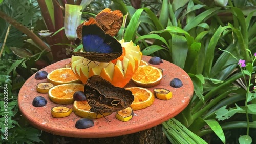 Owl Butterflies Feeding on Fresh Fruit in a Tropical Garden, Brazil Bird Park